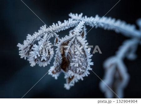 Macro Close up of Frost Covered Dead Leaves and Plant Stems with Delicate Ice Crystal Lace Pattern Detail 132904904