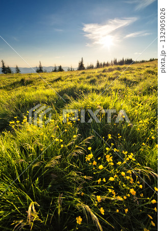Morning view of the blooming field in the sunlight. Location place Carpathian, Ukraine. Morning view of the blooming field in the sunlight. Location place Carpathian, Ukraine. 132905026