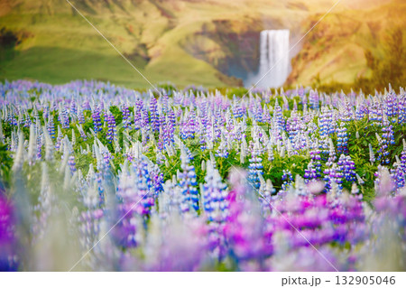 Lovely lupine glowing by sunlight. Location place Skogafoss waterfall, Skoga river, Iceland. 132905046