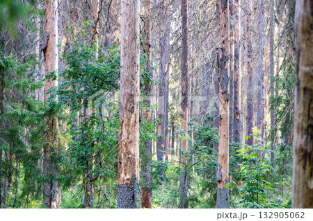 Spruce forest destroyed after bark beetle attack, dried dead adult pine trees, ecosystem catastrophe Spruce forest destroyed after bark beetle attack, dried dead adult pine trees, ecosystem catastrophe 132905062
