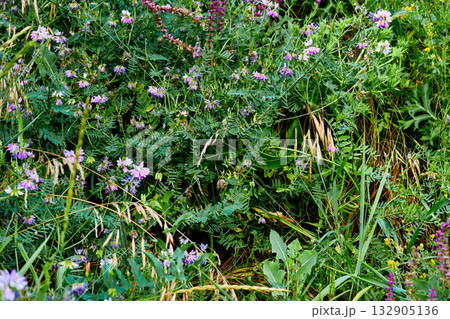 Useful medicinal herbs for health,body care,perfume Useful medicinal herbs for health,body care,perfume 132905136