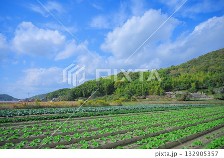 秋空と太子町・里山と農地の風景 秋空と太子町・里山と農地の風景 132905357