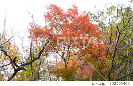 徒然なるままに・・秋色 132905409