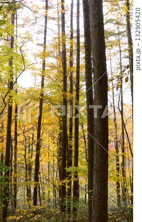 徒然なるままに・・秋色 徒然なるままに・・秋色 132905420