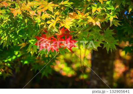 秋のはしり【長野県】 132905641