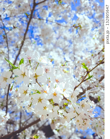 桜と青空 132905647