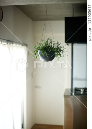 天井から吊るした観葉植物 132905655