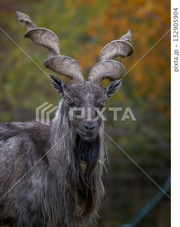 Bukharan markhor (Capra falconeri heptneri),  Wildlife animal. 132905904