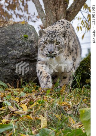 beautiful cat snow leopard - Irbis 132905905