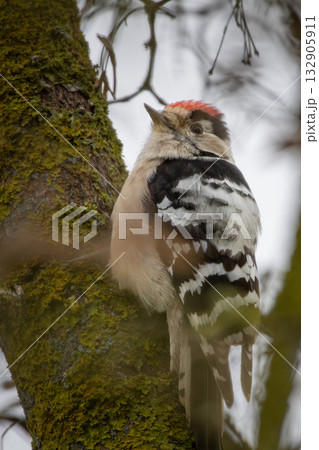 Downy Woodpecker small male Downy Woodpecker small male 132905911