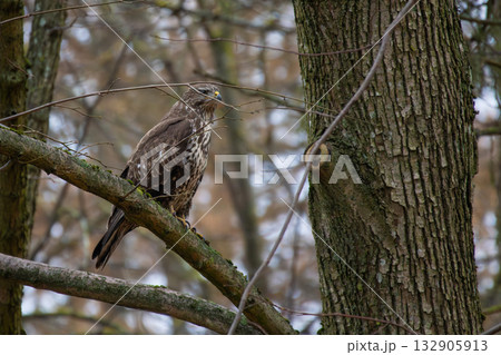Common Buzzard (Buteo buteo) in winter day Common Buzzard (Buteo buteo) in winter day 132905913