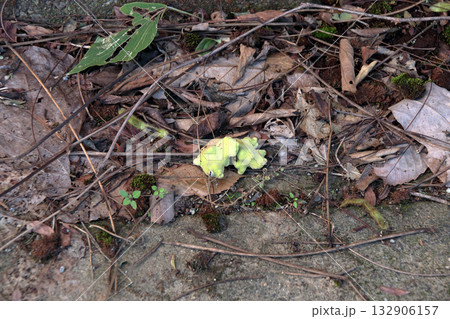 虫こぶ虫癭むしこぶ虫瘤菌癭菌瘤植物体が異常な成長こぶ状こぶ状オーク昆虫ヌルデ中の虫 132906157