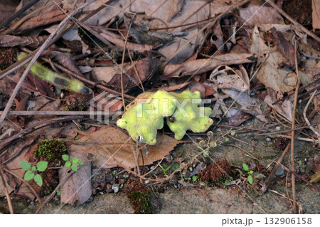 虫こぶ虫癭むしこぶ虫瘤菌癭菌瘤植物体が異常な成長こぶ状こぶ状オーク昆虫ヌルデ中の虫 132906158