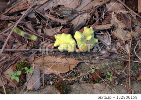 虫こぶ虫癭むしこぶ虫瘤菌癭菌瘤植物体が異常な成長こぶ状こぶ状オーク昆虫ヌルデ中の虫 132906159