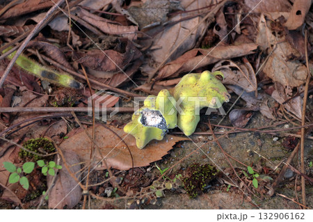 虫こぶ虫癭むしこぶ虫瘤菌癭菌瘤植物体が異常な成長こぶ状こぶ状オーク昆虫ヌルデ中の虫 132906162