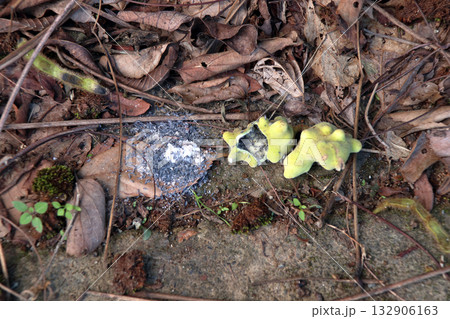 虫こぶ虫癭むしこぶ虫瘤菌癭菌瘤植物体が異常な成長こぶ状こぶ状オーク昆虫ヌルデ中の虫 132906163