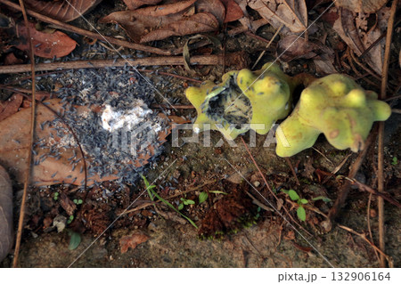 虫こぶ虫癭むしこぶ虫瘤菌癭菌瘤植物体が異常な成長こぶ状こぶ状オーク昆虫ヌルデ中の虫 132906164