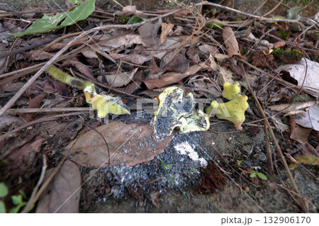 虫こぶ虫癭むしこぶ虫瘤菌癭菌瘤植物体が異常な成長こぶ状こぶ状オーク昆虫ヌルデ中の虫 132906170