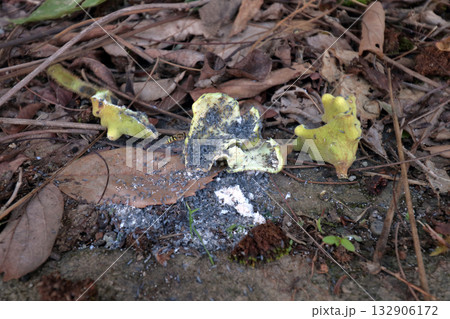 虫こぶ虫癭むしこぶ虫瘤菌癭菌瘤植物体が異常な成長こぶ状こぶ状オーク昆虫ヌルデ中の虫 132906172