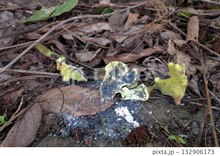 虫こぶ虫癭むしこぶ虫瘤菌癭菌瘤植物体が異常な成長こぶ状こぶ状オーク昆虫ヌルデ中の虫 虫こぶ虫癭むしこぶ虫瘤菌癭菌瘤植物体が異常な成長こぶ状こぶ状オーク昆虫ヌルデ中の虫 132906173