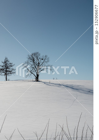冬の晴れた日の雪の丘の上の木立 冬の晴れた日の雪の丘の上の木立 132906677