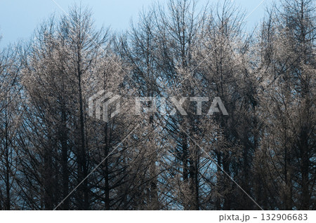 寒い朝のカラマツ林 132906683
