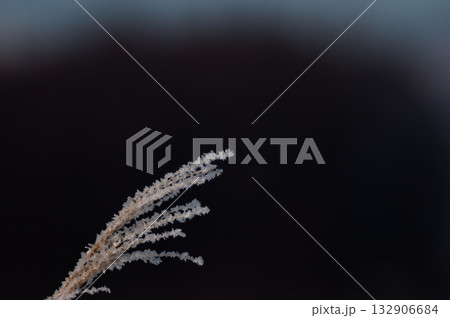 冬のススキの穂 132906684