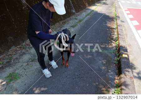 ドーベルマンと飼い主散歩訓練練習 132907014