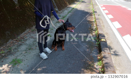 ドーベルマンと飼い主散歩訓練練習 132907016