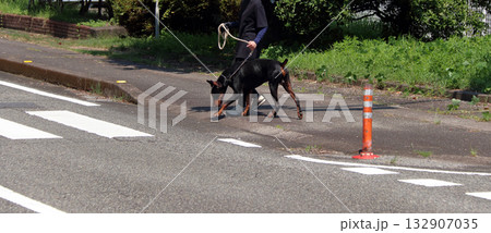 ドーベルマンと飼い主散歩訓練練習 132907035