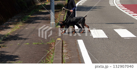 ドーベルマンと飼い主散歩訓練練習 132907040