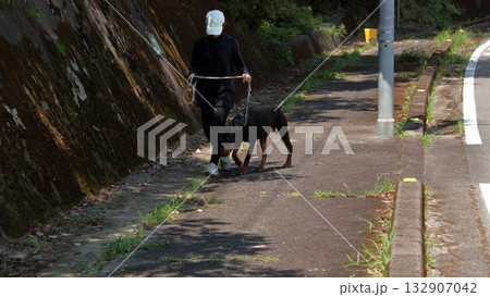 ドーベルマンと飼い主散歩訓練練習 132907042