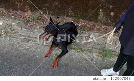 ドーベルマンと飼い主散歩訓練練習 132907048