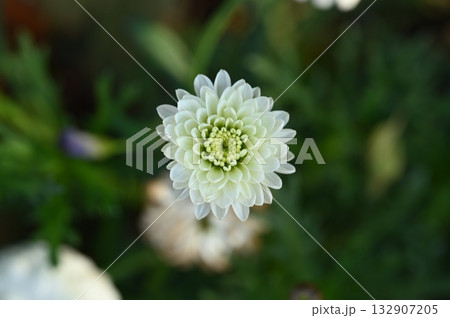 White Pom-Pom Chrysanthemum Flower, 上から見た白いポンポン咲きの White Pom-Pom Chrysanthemum Flower, 上から見た白いポンポン咲きの 132907205