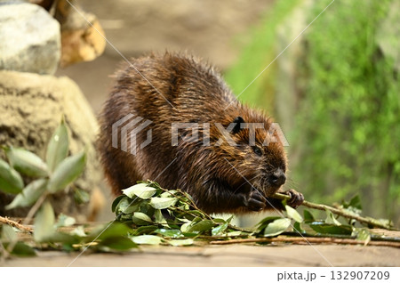 Beaver Chewing on a Green Branch, 葉のついた枝を噛むビーバー 132907209