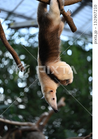 Southern Tamandua Hanging Upside Down from a Branc Southern Tamandua Hanging Upside Down from a Branc 132907210