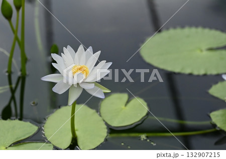 White Water Lily Floating on Dark Water, 暗い水面に浮かぶ白 132907215