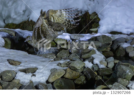 雪が積もった川でシマフクロウが魚を捕って飛んでいく様子 雪が積もった川でシマフクロウが魚を捕って飛んでいく様子 132907266