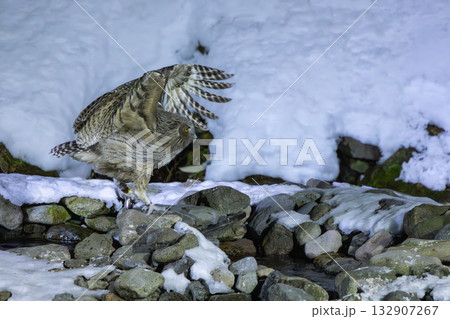 雪が積もった川でシマフクロウが魚を捕って飛んでいく様子 132907267