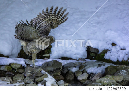 雪が積もった川でシマフクロウが魚を捕って飛んでいく様子 雪が積もった川でシマフクロウが魚を捕って飛んでいく様子 132907269