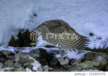 雪が積もった川でシマフクロウが魚を捕って飛んでいく様子 132907270