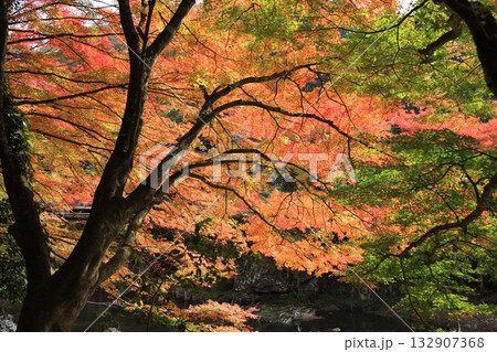 奥津峡　見頃の紅葉 132907368