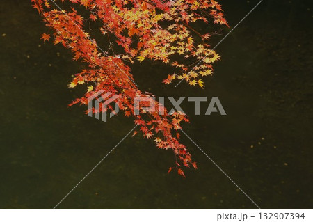 奥津峡　見頃の紅葉 132907394