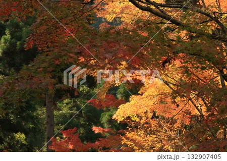 奥津峡 見頃の紅葉 奥津峡 見頃の紅葉 132907405