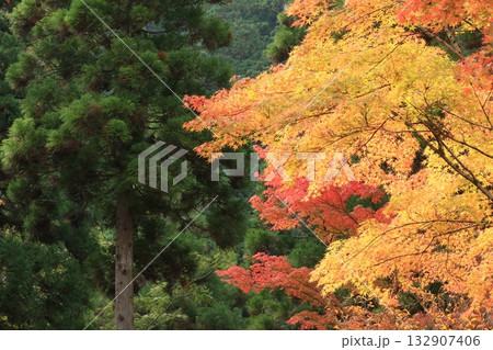 奥津峡 見頃の紅葉 奥津峡 見頃の紅葉 132907406