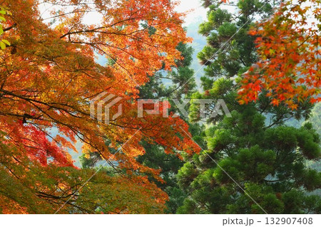 奥津峡　見頃の紅葉 132907408