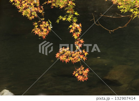 奥津峡　見頃の紅葉 132907414