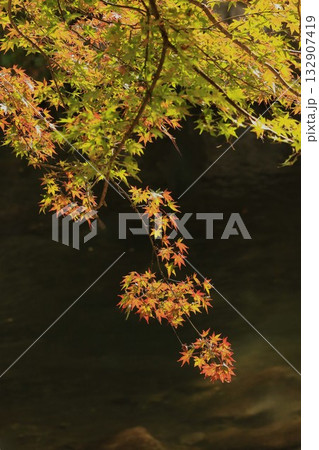 奥津峡　見頃の紅葉 132907419