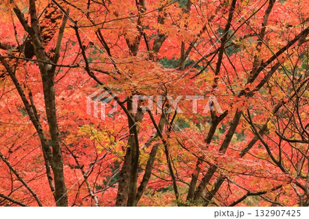 奥津峡　見頃の紅葉 132907425