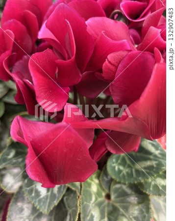 シクラメン 132907483